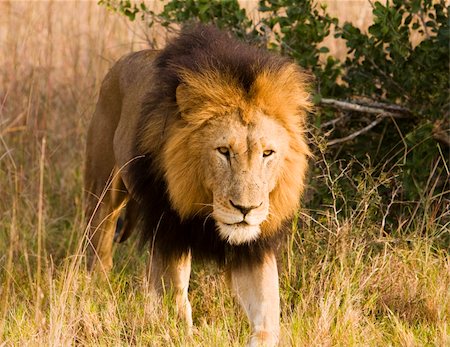 simsearch:614-06896838,k - A male lion, viewed on safari, is walking firectly towards our vehicle. The lion (panthera leo) is a member of the family Felidae. They typically inhabit savanna and grassland, although they may take to bush and forest. A pride of lions consists of related females and offspring and a small number of adult males. Photographie de stock - Aubaine LD & Abonnement, Code: 400-04083404