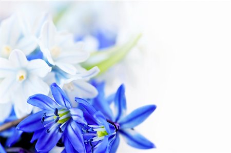 Floral background of first spring flowers close up Photographie de stock - Aubaine LD & Abonnement, Code: 400-04083704
