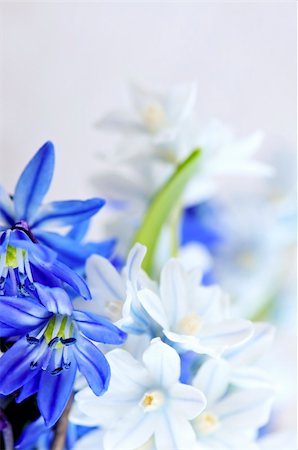 Floral background of first spring flowers close up Photographie de stock - Aubaine LD & Abonnement, Code: 400-04083705
