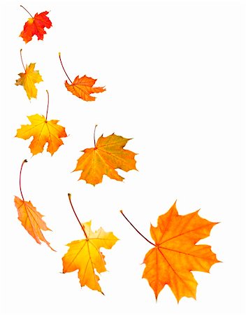 Background of fall maple leaves isolated on white Stock Photo - Budget Royalty-Free & Subscription, Code: 400-04083746