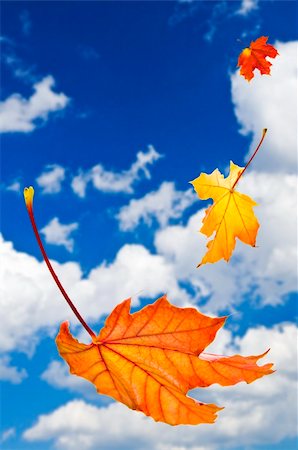 Fall maple leaves falling on blue sky background Stock Photo - Budget Royalty-Free & Subscription, Code: 400-04083748