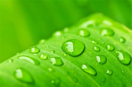 elenathewise (artist) - Natural background of green plant leaf with raindrops Photographie de stock - Aubaine LD & Abonnement, Code: 400-04083784