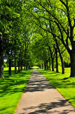 Recreational path in green park lined up with trees Stock Photo - Budget Royalty-Free & Subscription, Code: 400-04083789