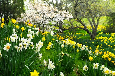 field of daffodil pictures - Field of blooming daffodils in spring park Stock Photo - Budget Royalty-Free & Subscription, Code: 400-04083806