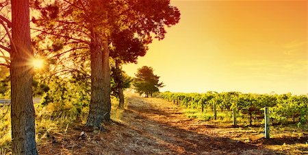 simsearch:400-04016295,k - Sun sets over an Australian Vineyard Stockbilder - Microstock & Abonnement, Bildnummer: 400-04094971