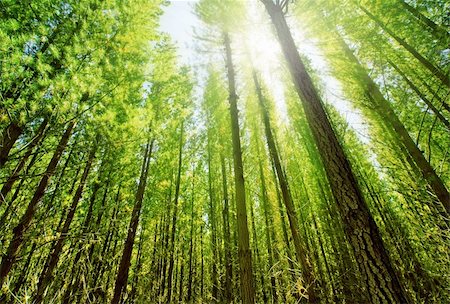Sun glows through the dense forest Stock Photo - Budget Royalty-Free & Subscription, Code: 400-04094972