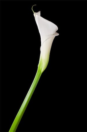 simsearch:400-05736913,k - White calla lily isolated on black Photographie de stock - Aubaine LD & Abonnement, Code: 400-04095392
