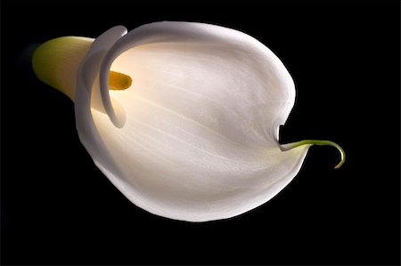 simsearch:400-04095393,k - White calla lily isolated on black Fotografie stock - Microstock e Abbonamento, Codice: 400-04095393