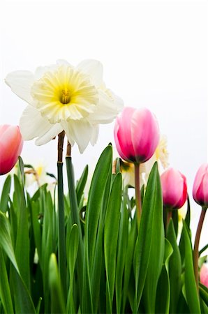 simsearch:614-08220107,k - Tulips and daffodils isolated on white background, floral border Stock Photo - Budget Royalty-Free & Subscription, Code: 400-04095505