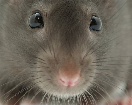 simsearch:400-04719873,k - Black funny rat close up Stock Photo - Budget Royalty-Free & Subscription, Code: 400-04095526