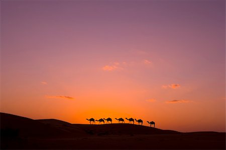 dunas de wahiba - camel caravan in the desert Foto de stock - Royalty-Free Super Valor e Assinatura, Número: 400-04095690