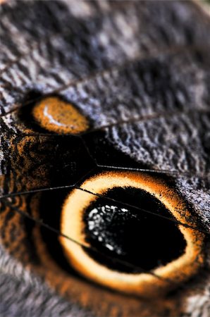 simsearch:400-08706648,k - Extreme closeup of owl butterfly wing spots Foto de stock - Royalty-Free Super Valor e Assinatura, Número: 400-04096307