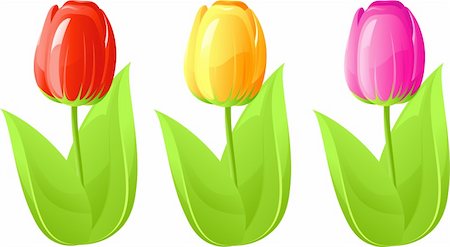 simsearch:400-04031781,k - Three tulip, red, yellow, pink, isolated on white, vector Stock Photo - Budget Royalty-Free & Subscription, Code: 400-04096630