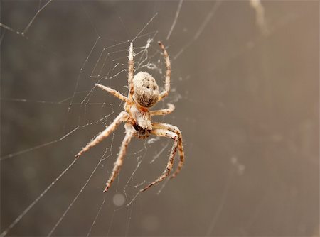 simsearch:400-04645267,k - Cross spider in it's web Stock Photo - Budget Royalty-Free & Subscription, Code: 400-04096671