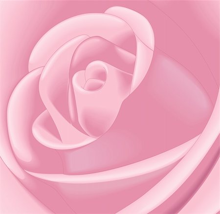 Closeup of a pink rose - vector illustrations Foto de stock - Super Valor sin royalties y Suscripción, Código: 400-04096744