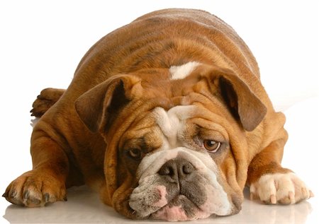 simsearch:400-04576043,k - english bulldog laying down looking at viewer isolated on white background Stock Photo - Budget Royalty-Free & Subscription, Code: 400-04097401