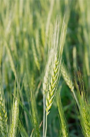 simsearch:400-04983141,k - Green wheat spike on an agricultural field Stock Photo - Budget Royalty-Free & Subscription, Code: 400-04097435