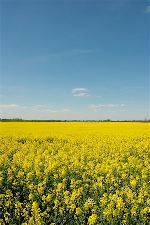 simsearch:400-04983141,k - Yellow rape field under deep blue sky Stock Photo - Budget Royalty-Free & Subscription, Code: 400-04097431