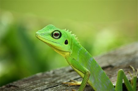 simsearch:400-04097465,k - Colorful green lizard found in rainforest of Borneo. Photographie de stock - Aubaine LD & Abonnement, Code: 400-04097465