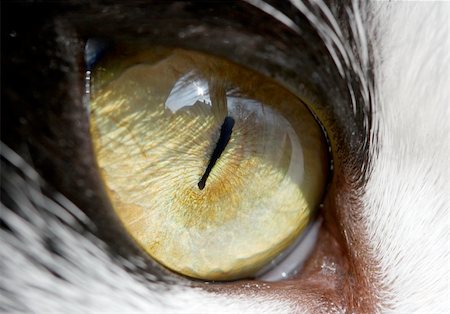 simsearch:400-04590632,k - Eye of a cat - detailed closeup Stock Photo - Budget Royalty-Free & Subscription, Code: 400-04097485