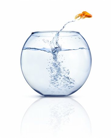 simsearch:400-04689966,k - A goldfish jumping out of the water to escape to freedom. White background. Photographie de stock - Aubaine LD & Abonnement, Code: 400-04098436