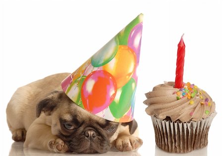 pug tongue - cute pug puppy wearing birthday hat and festive cupcake Stock Photo - Budget Royalty-Free & Subscription, Code: 400-04098504