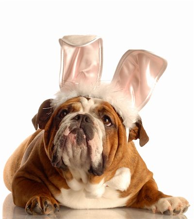 simsearch:400-04576043,k - english bulldog dressed up as easter bunny Stock Photo - Budget Royalty-Free & Subscription, Code: 400-04098502