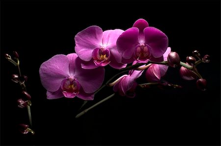 regina - picture of pink orchid on black background Foto de stock - Super Valor sin royalties y Suscripción, Código: 400-04098963