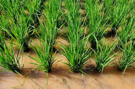 young paddy in the farm lands Stock Photo - Budget Royalty-Free & Subscription, Code: 400-04099053