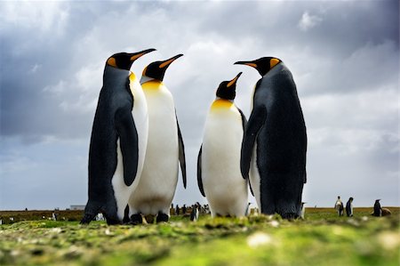 4 King Penguins standing together Foto de stock - Super Valor sin royalties y Suscripción, Código: 400-04090109
