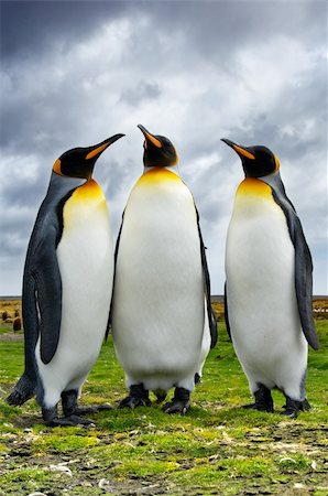 simsearch:400-08430082,k - Three King Penguins at Volunteer Point Foto de stock - Super Valor sin royalties y Suscripción, Código: 400-04090110