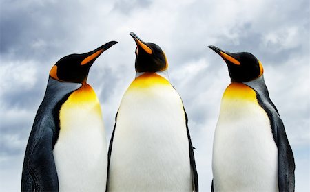 simsearch:400-08430082,k - Three King Penguins at Volunteer Point Foto de stock - Super Valor sin royalties y Suscripción, Código: 400-04090112