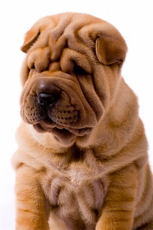 simsearch:400-06570159,k - Funny sharpei puppy isolated on white background Photographie de stock - Aubaine LD & Abonnement, Code: 400-04090431