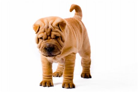 simsearch:400-04786451,k - Funny sharpei puppy isolated on white background Stockbilder - Microstock & Abonnement, Bildnummer: 400-04090433