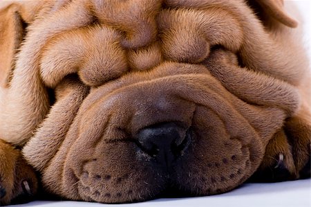 small to big dogs - Funny sharpei puppy isolated on white background Stock Photo - Budget Royalty-Free & Subscription, Code: 400-04090445