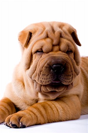 small to big dogs - Funny sharpei puppy isolated on white background Stock Photo - Budget Royalty-Free & Subscription, Code: 400-04090451