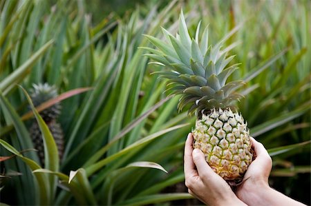 pineapple growing - Fresh Pineapple held in hands in a pineapple garden Stock Photo - Budget Royalty-Free & Subscription, Code: 400-04091094