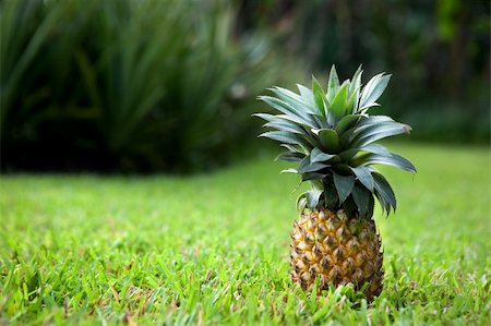 pineapple growing - Fresh pineapple sitting in a garden on grass Stock Photo - Budget Royalty-Free & Subscription, Code: 400-04091095