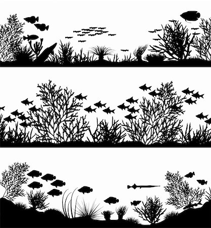 echinoderma - Three editable vector sea coral silhouette foregrounds Fotografie stock - Microstock e Abbonamento, Codice: 400-04091459