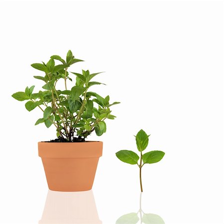simsearch:400-05381074,k - Chocolate mint herb growing in a terracotta pot with a specimen leaf sprig,with reflection, over white background. Stock Photo - Budget Royalty-Free & Subscription, Code: 400-04092826