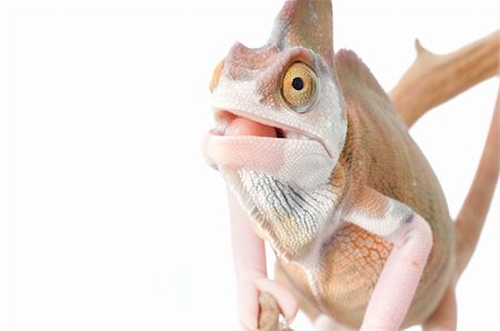 simsearch:400-04000990,k - Veiled Chameleon (loss pigmentation) with mouth open. Stock Photo - Budget Royalty-Free & Subscription, Code: 400-04092885