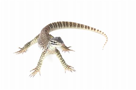 Argus Monitor against a white background. Stock Photo - Budget Royalty-Free & Subscription, Code: 400-04092888