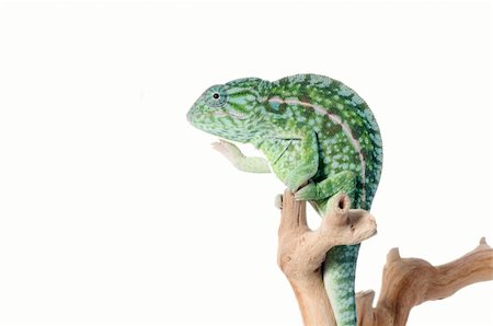 simsearch:400-04000990,k - Carpet Chameleon on branch against white background. Stock Photo - Budget Royalty-Free & Subscription, Code: 400-04092892