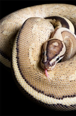 Super Stripe Ball Python against black background. Photographie de stock - Aubaine LD & Abonnement, Code: 400-04092905