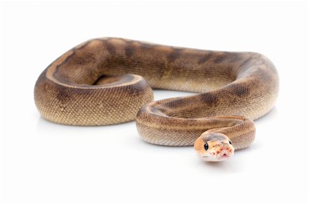 pythonschlange - Champagne Ball Python against white background. Stockbilder - Microstock & Abonnement, Bildnummer: 400-04092907