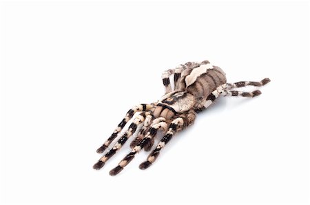 fang - Indian Ornamental Tarantula (Poecilotheria regalis) playing dead against white background. Stock Photo - Budget Royalty-Free & Subscription, Code: 400-04092926