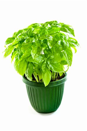 potted herbs - Fresh green basil in a pot isolated on white background Stock Photo - Budget Royalty-Free & Subscription, Code: 400-04093544