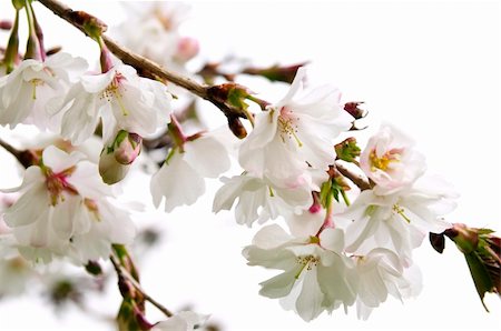 simsearch:400-04961751,k - Branches of oriental flowering cherry with blossoms isolated on white background Photographie de stock - Aubaine LD & Abonnement, Code: 400-04093585