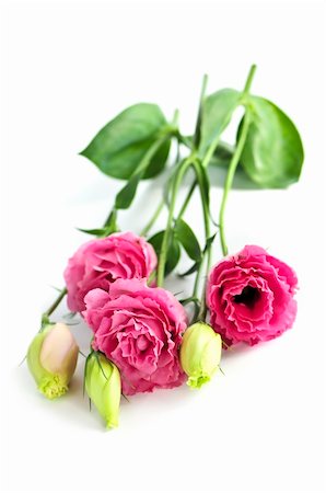 simsearch:625-02927405,k - Bouquet of flowers called prairie rose isolated on white background Photographie de stock - Aubaine LD & Abonnement, Code: 400-04093718