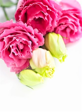 simsearch:400-05094809,k - Bouquet of flowers called prairie rose isolated on white background Stock Photo - Budget Royalty-Free & Subscription, Code: 400-04093721